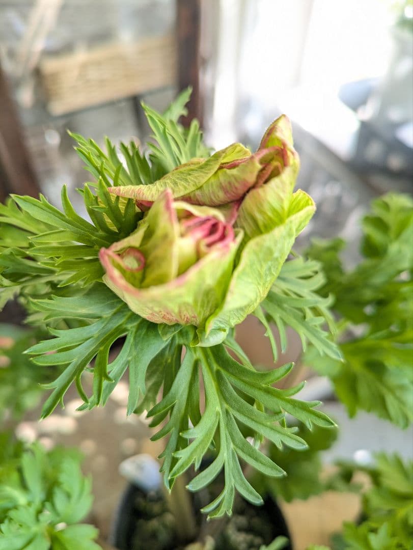 ♡べーしーる様♡