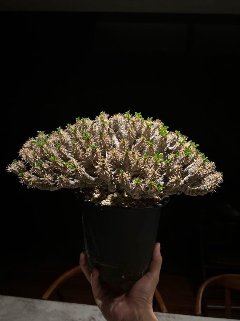 ユーフォルビア　ギラウミニアナ　特大株　現地株　発根済み