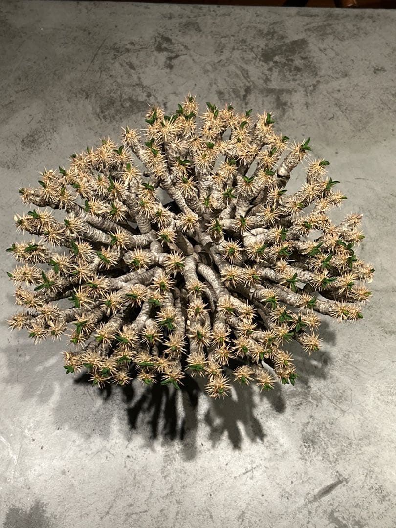 ユーフォルビア　ギラウミニアナ　特大株　現地株　発根済み