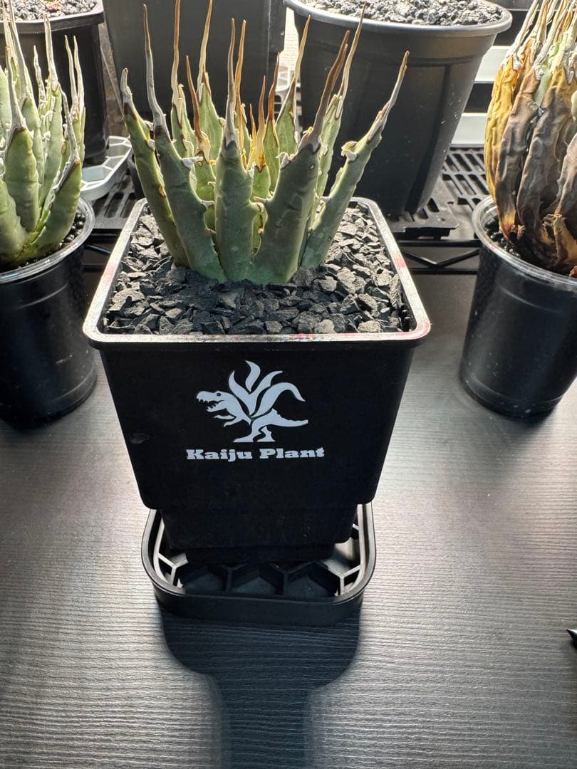 アガベ　ユタエンシス　エボリスピナ　発根済み　現地球