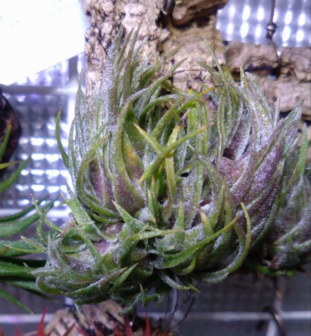 スプレンゲリアナ　クランプ　エアープランツ　チランジア