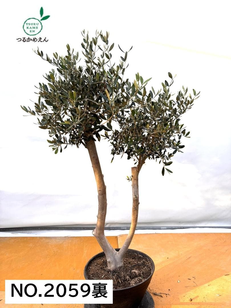 オリーブの木　ルッカ　約140cm　NO.2059　大型　人気品種　現品掲載