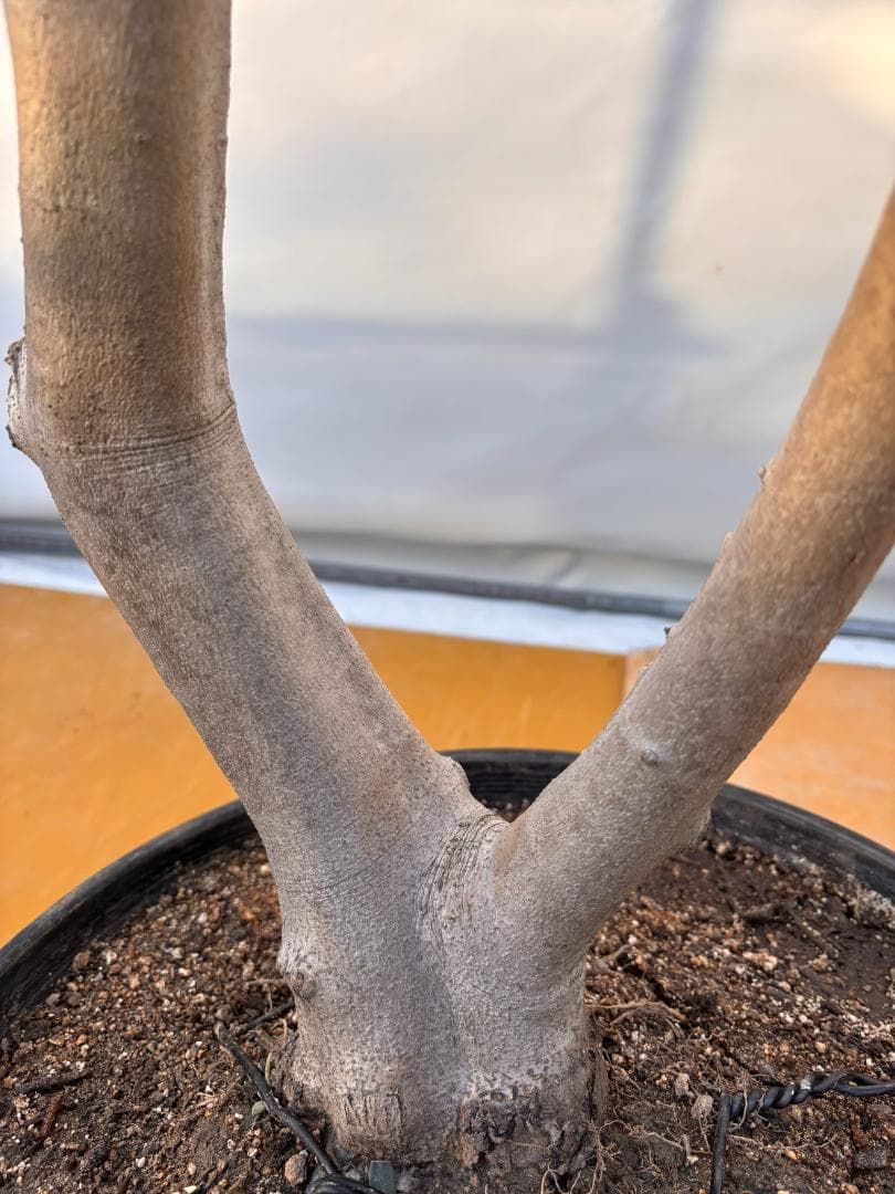 オリーブの木　ルッカ　約140cm　NO.2059　大型　人気品種　現品掲載