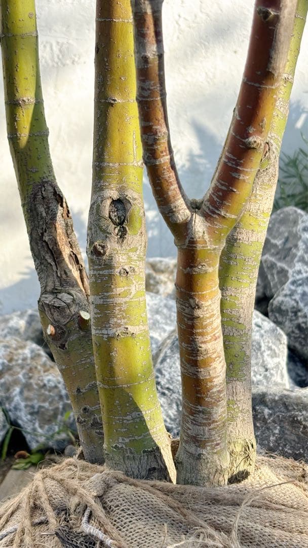 逸品。イロハモミジ大株立ち3.0M(鉢底から)