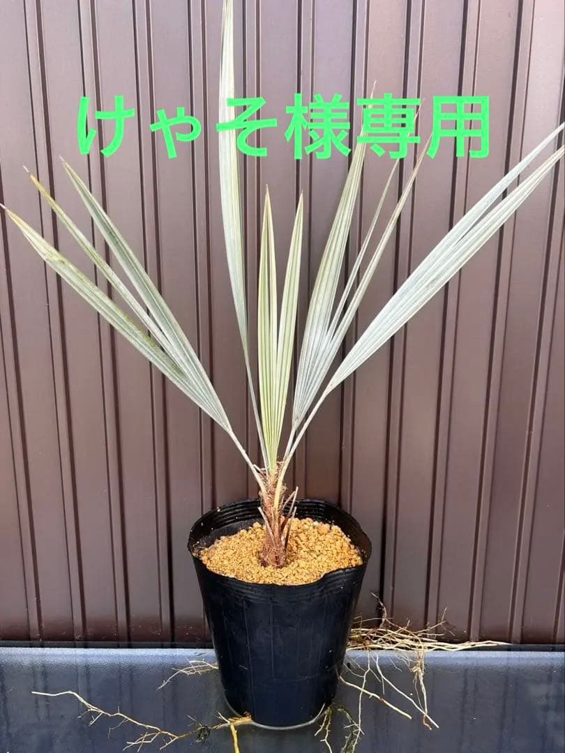 ブラヘア アルマータ K特白個体