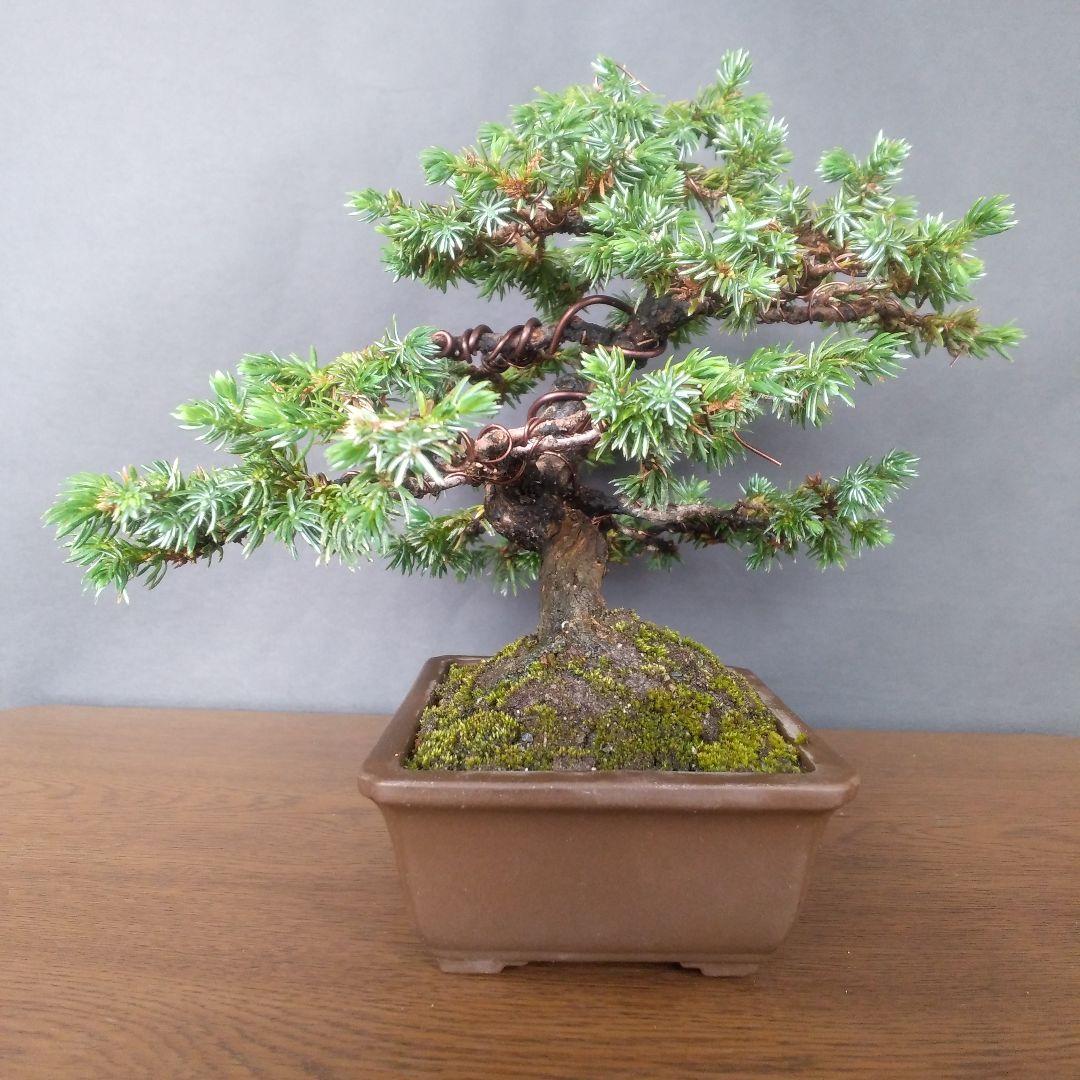紫社松 盆栽