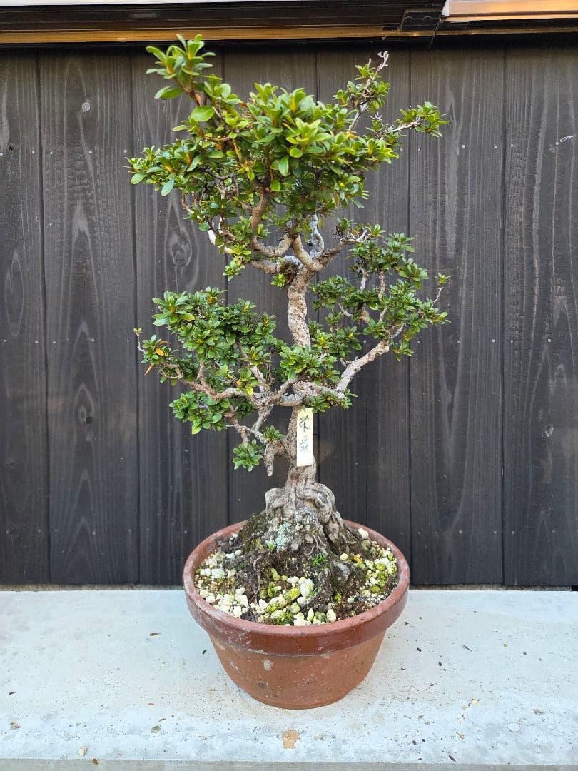 皐月盆栽「栄舜」