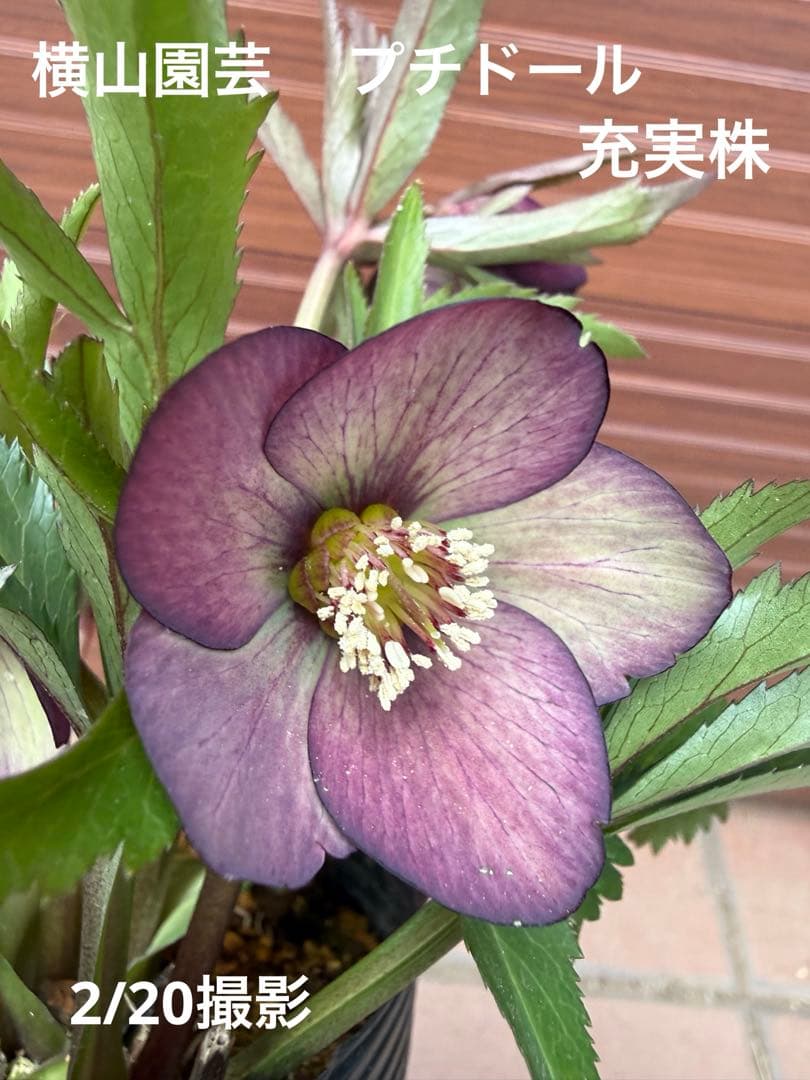 【未株分】横山園芸 クリスマスローズ プチドールシリーズ