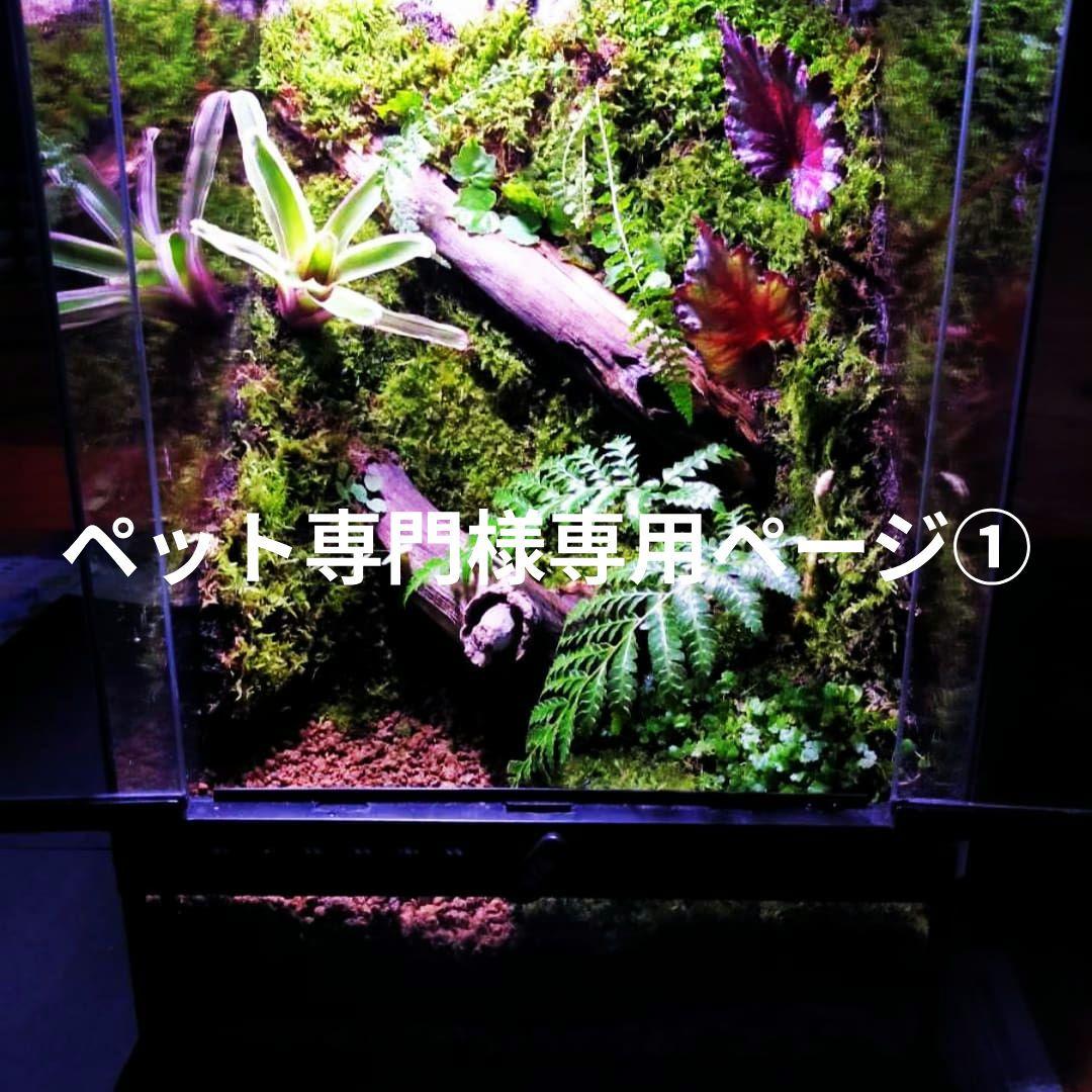 ペット専門ページ①