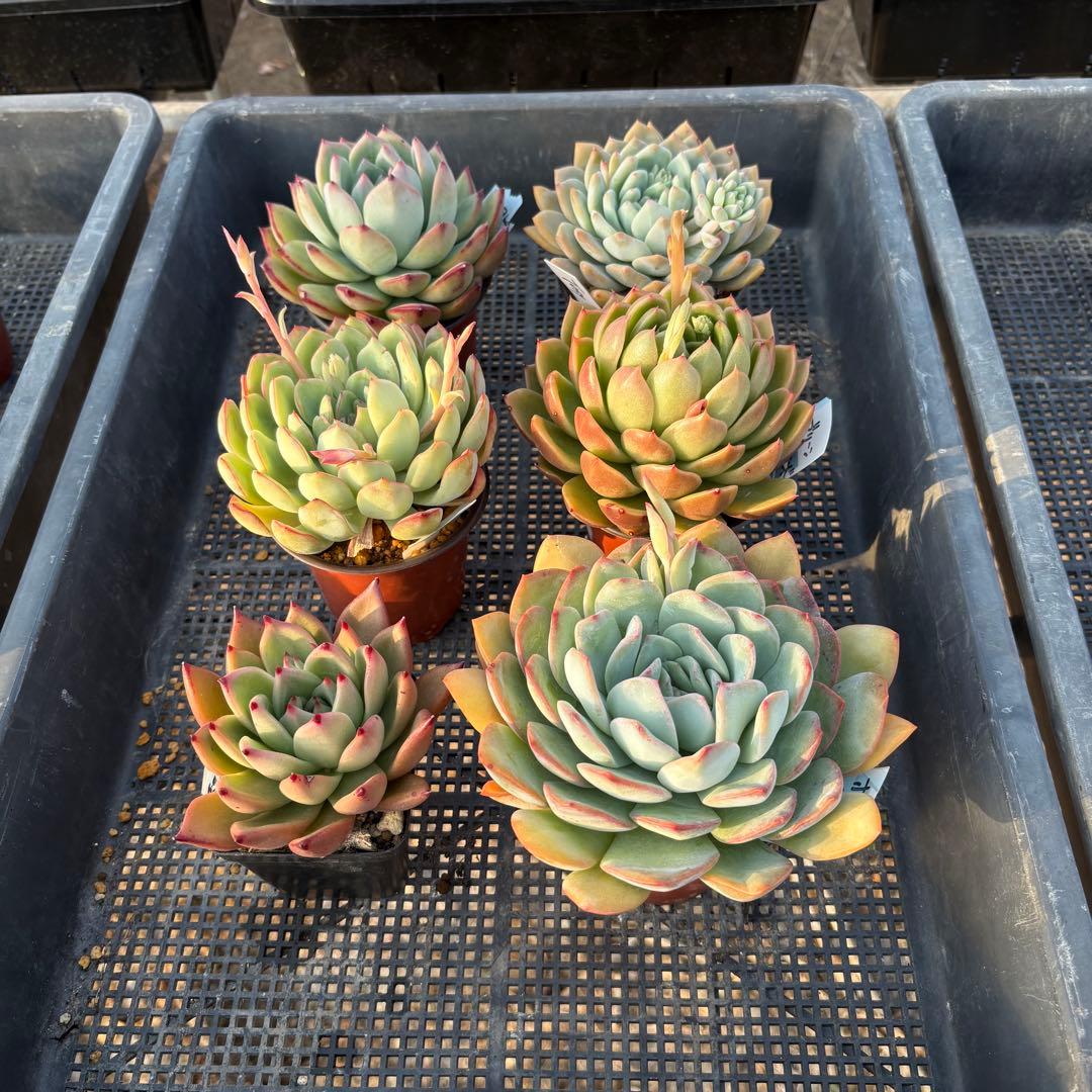 エケベリア 6種 ムチムチセット 抜き苗 多肉植物