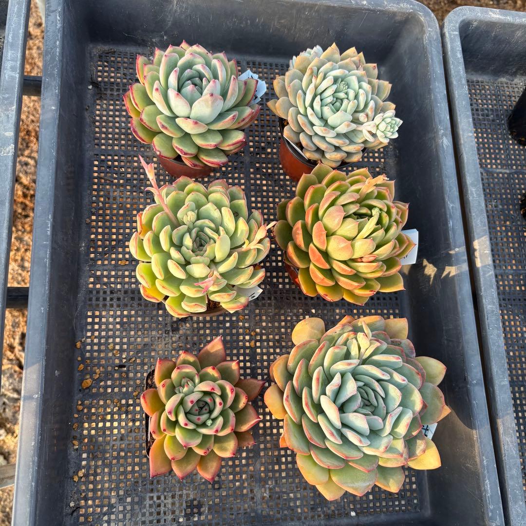 エケベリア 6種 ムチムチセット 抜き苗 多肉植物