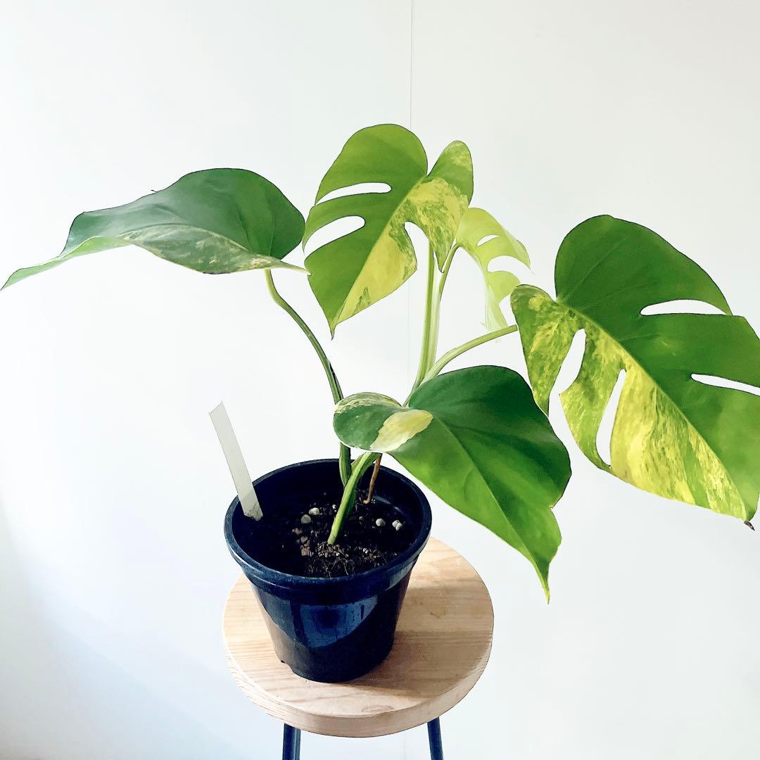 《希少》モンステラ ボルシギアナ オーレア 黄斑入り 1月限定出品