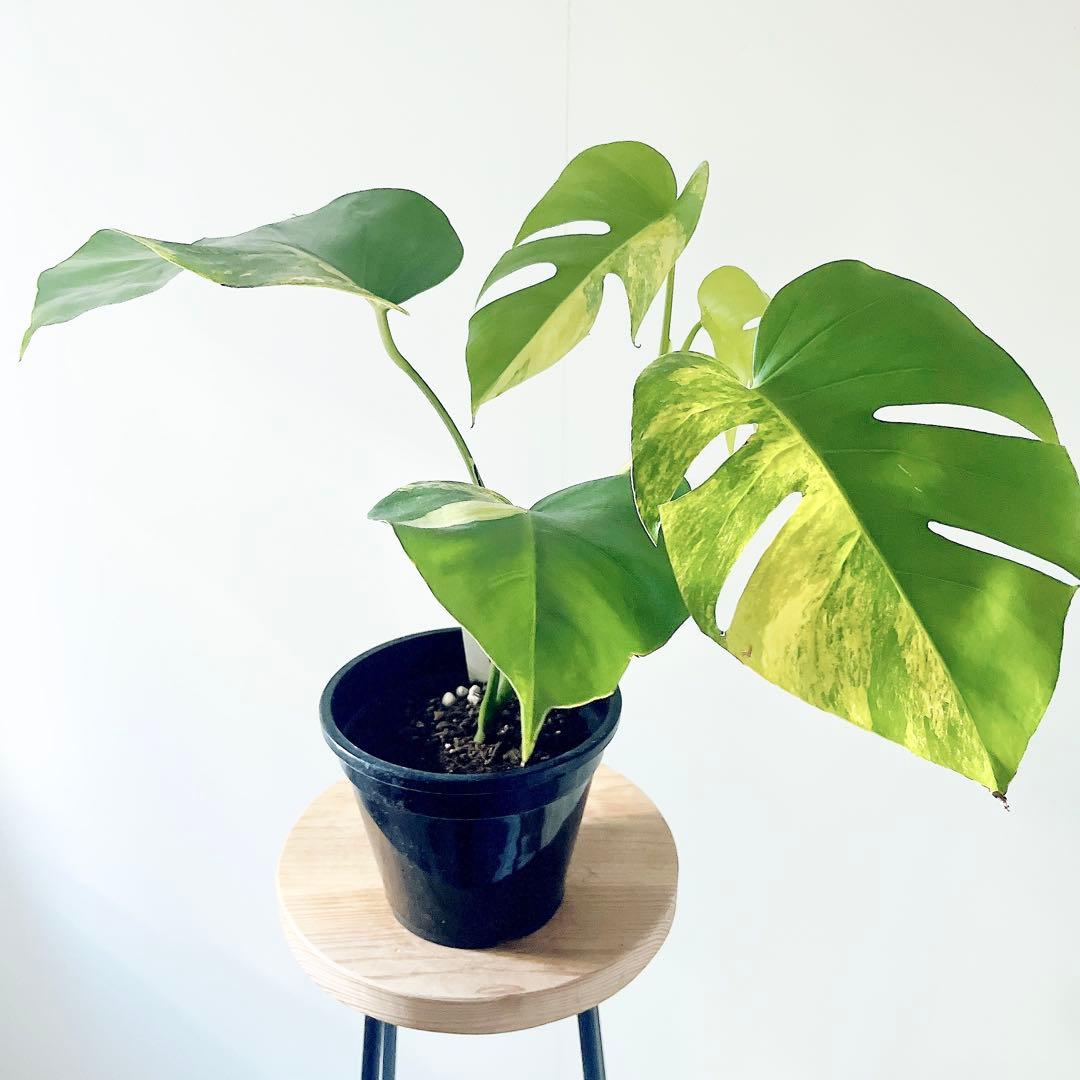 《希少》モンステラ ボルシギアナ オーレア 黄斑入り 1月限定出品