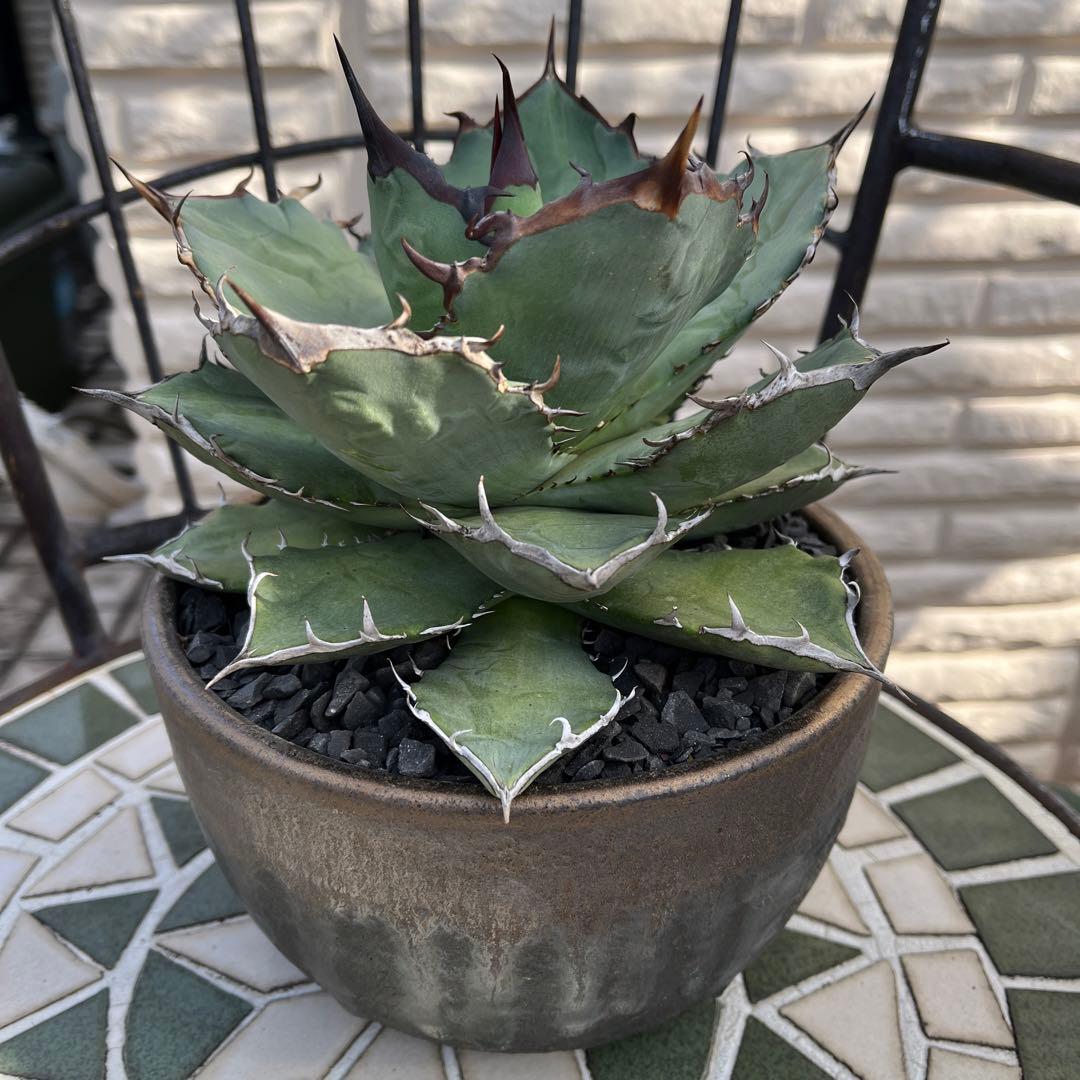 【黒棘】アガベ　オテロイ　実生選抜株　抜き苗発送　大株