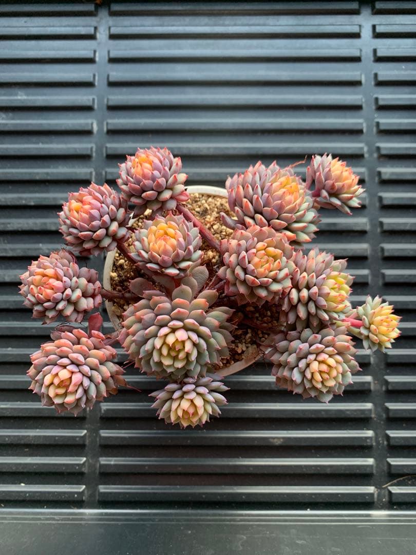 ちょこん　札付き　鉢のままメルカリ便　超大株　3号鉢　13頭 ミックスベリア