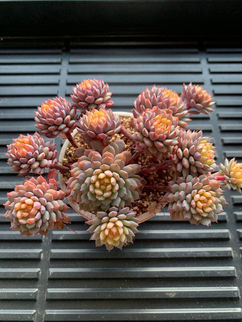 ちょこん　札付き　鉢のままメルカリ便　超大株　3号鉢　13頭 ミックスベリア