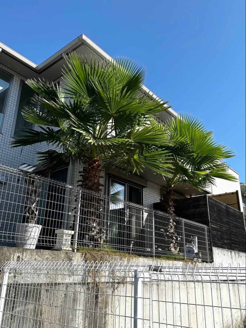 ワシントンヤシ　植木　引き取り限定