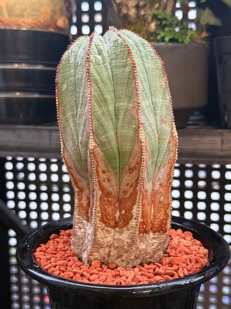 ユーフォルビア　オベサ　超大株