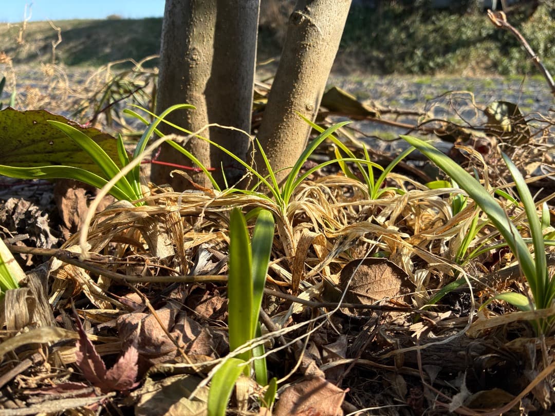 バイカラー（白とブルー）【アガパンサス】地植え