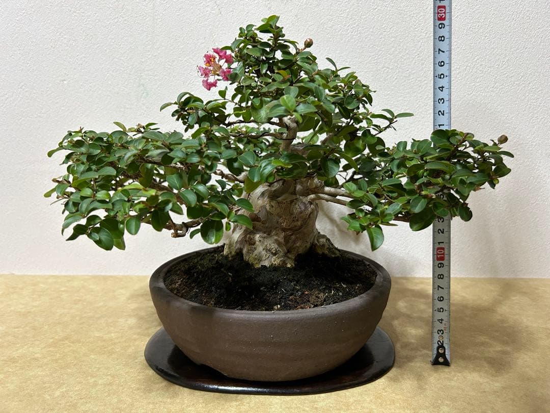百日紅　小品盆栽
