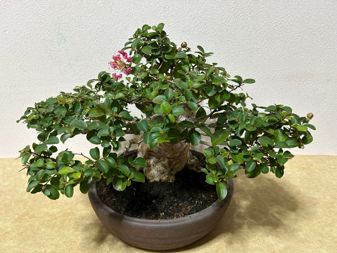 百日紅　小品盆栽