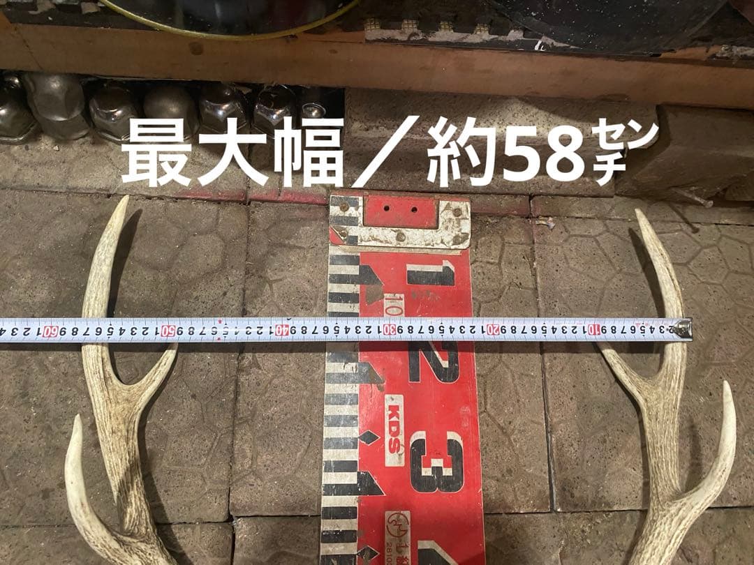 ゲ*キ様 蝦夷鹿hunting trophy（deer skull）