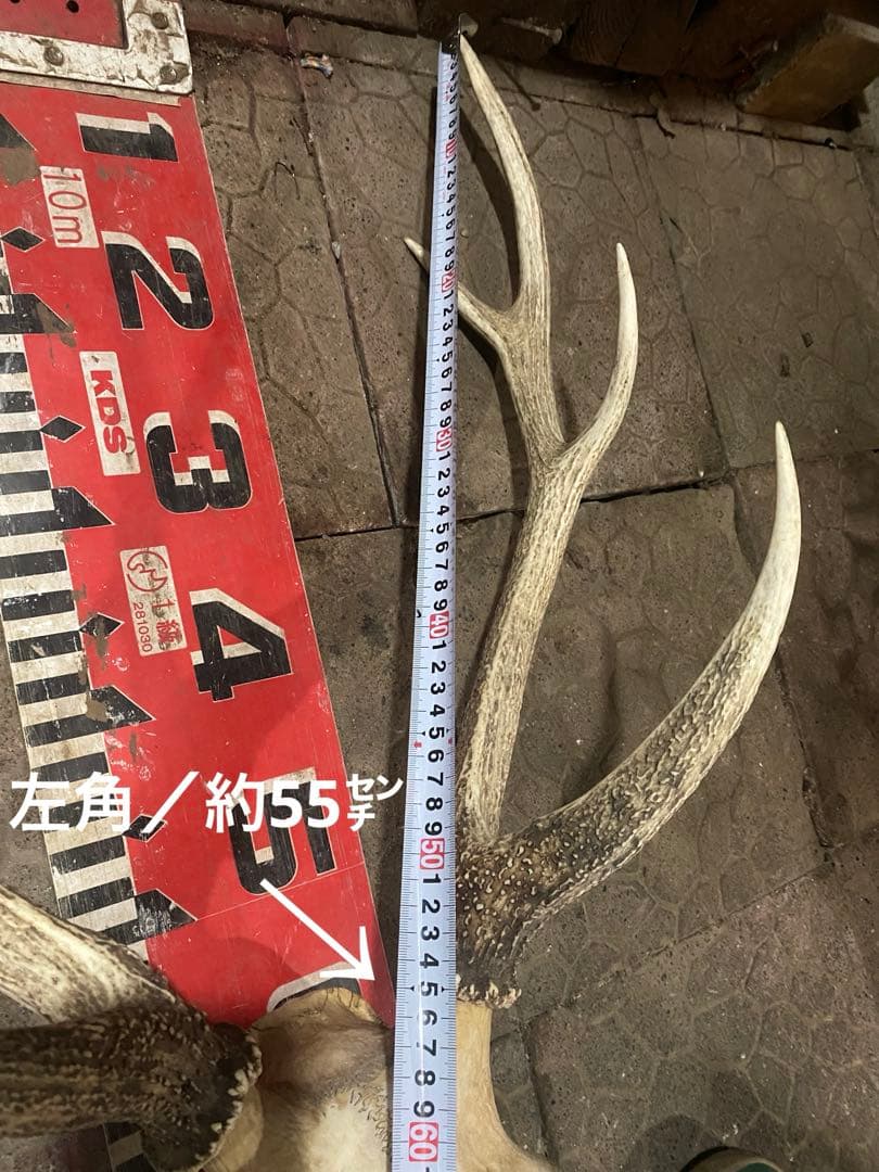 ゲ*キ様 蝦夷鹿hunting trophy（deer skull）