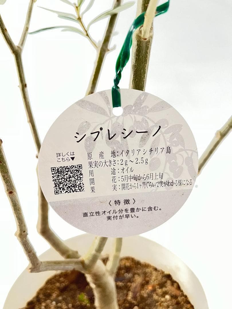 オリーブの木　シプレシーノ　約200cm　NO.1602　大型　現品掲載　古木