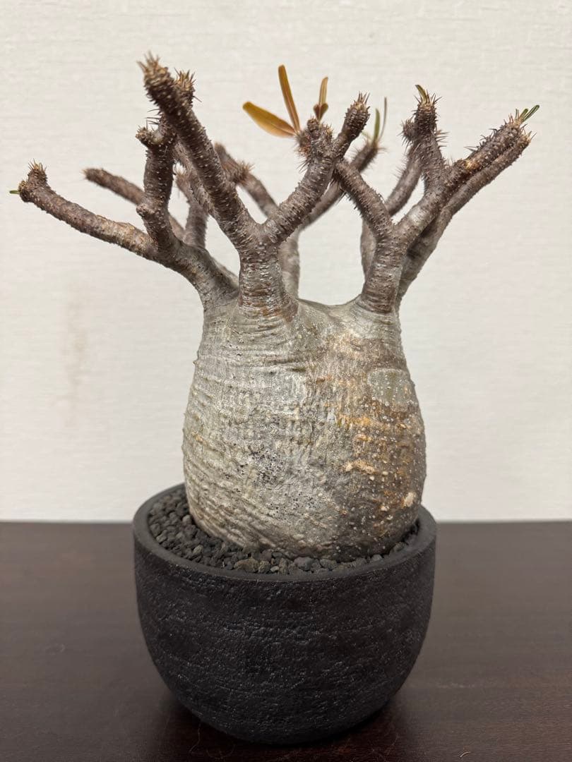 パキポディウム　グラキリス　④ 4年管理　　（検　アガベ　パキプス　チタノタ