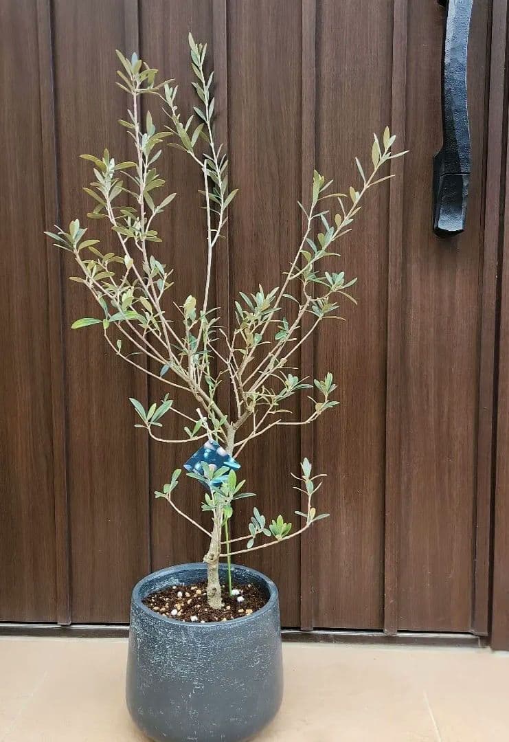 Souju オリーブ　マンザニロ　ブラック石膏鉢植え　苗　シンボルツリー