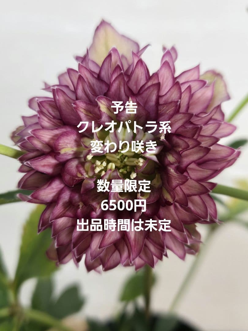 ☆クリスマスローズ☆多弁　変わり咲き☆4.5号鉢☆数量限定☆出品時間未定☆
