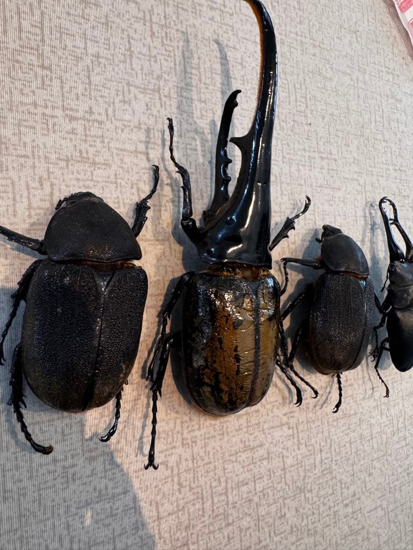 大型　ヘラクレスオオカブト　標本用　乾燥済み　自由研究