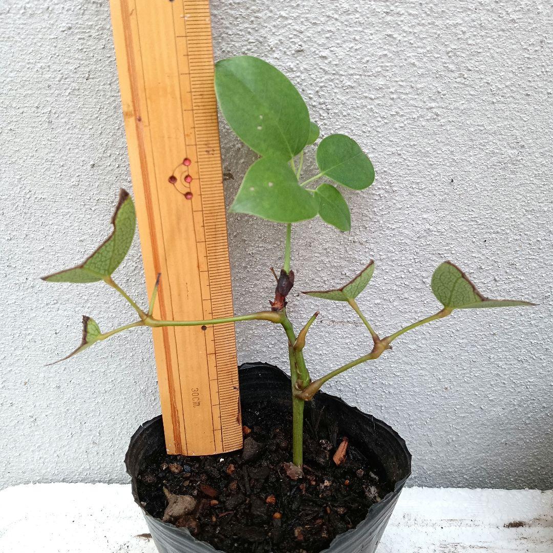 ムベ　挿し木　抜き苗　現品