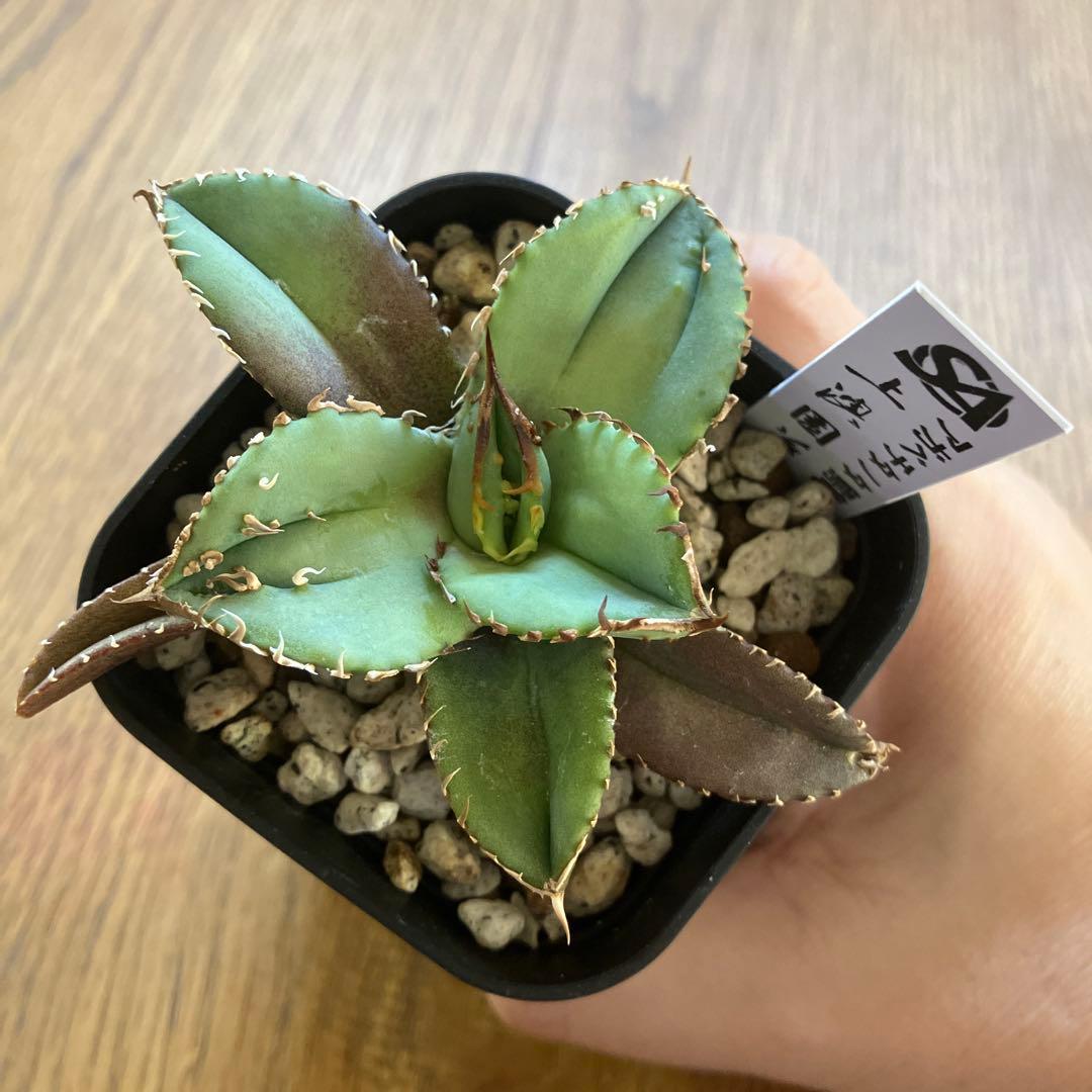 サービス品【鉢ごと発送】活着　ぶつぶつ　アガベ　鰐亀　ワニガメ　TC 上澳園芸