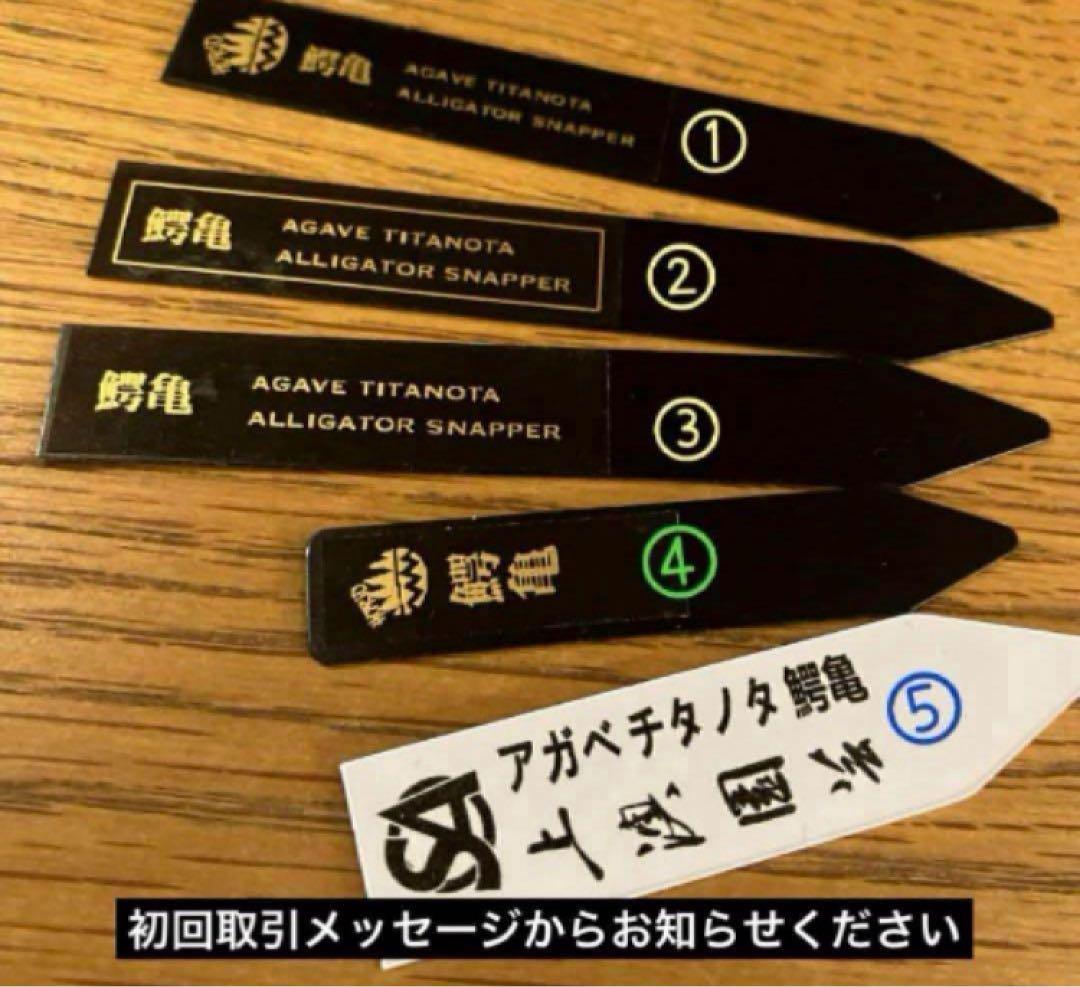 サービス品【鉢ごと発送】活着　ぶつぶつ　アガベ　鰐亀　ワニガメ　TC 上澳園芸