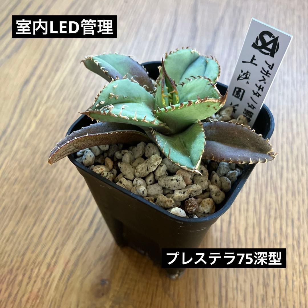 サービス品【鉢ごと発送】活着　ぶつぶつ　アガベ　鰐亀　ワニガメ　TC 上澳園芸