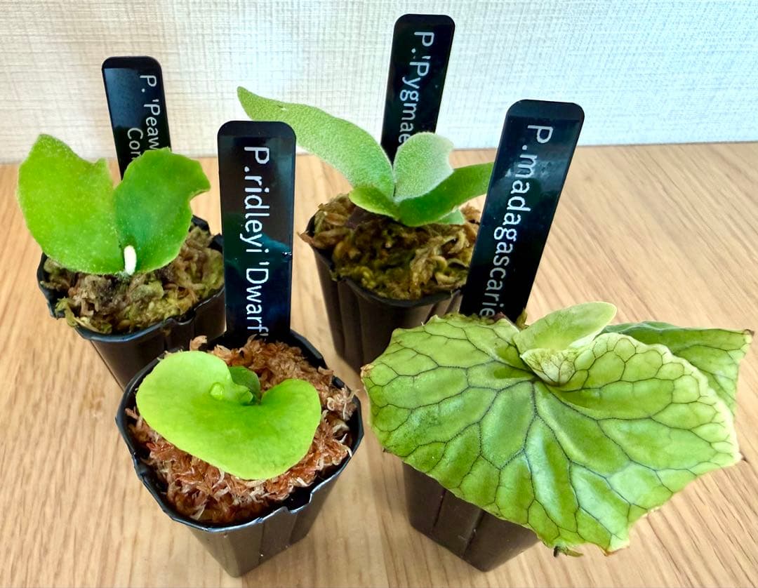 ビカクシダ　セット　マダガスカリエンセ　リドレイ　ドワーフなど