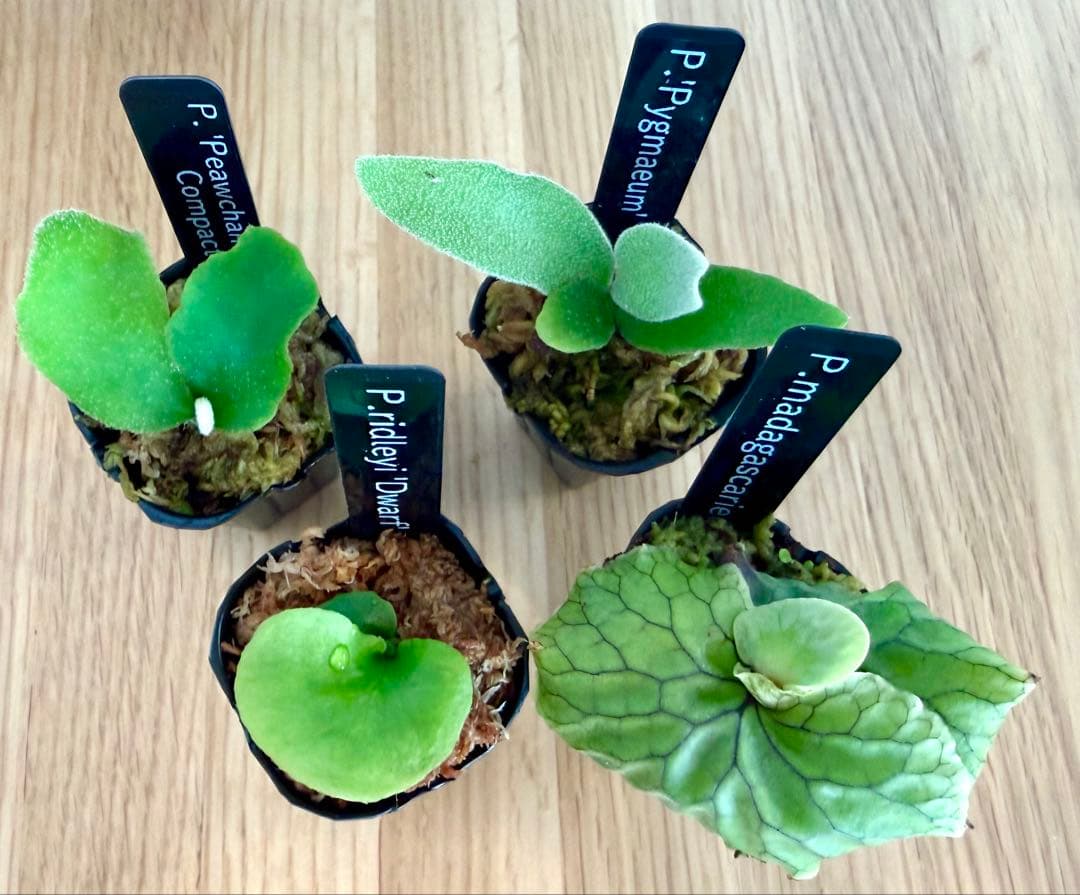 ビカクシダ　セット　マダガスカリエンセ　リドレイ　ドワーフなど