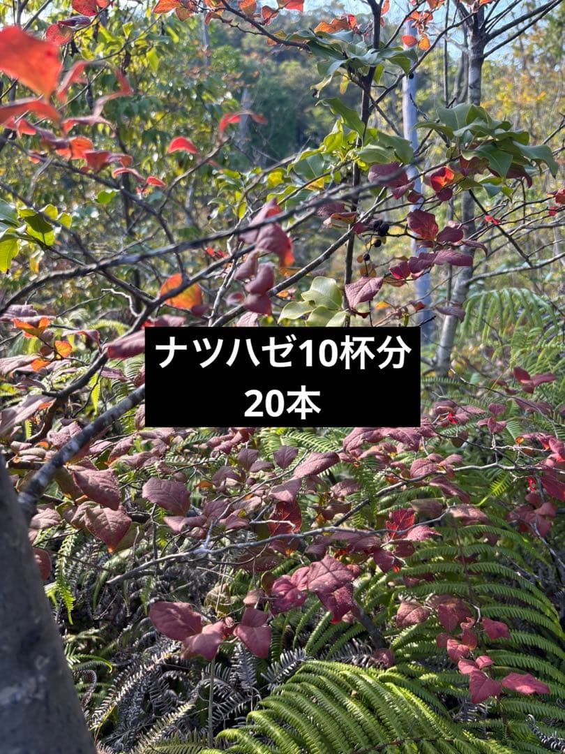 夏ハゼ　ナツハゼ