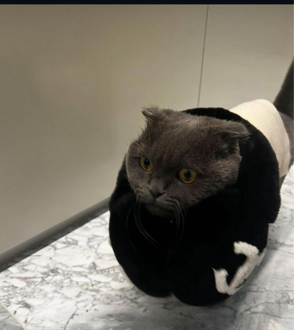 【新品未使用】CHANEL イヤーマフ シアリングラムスキン ブラック