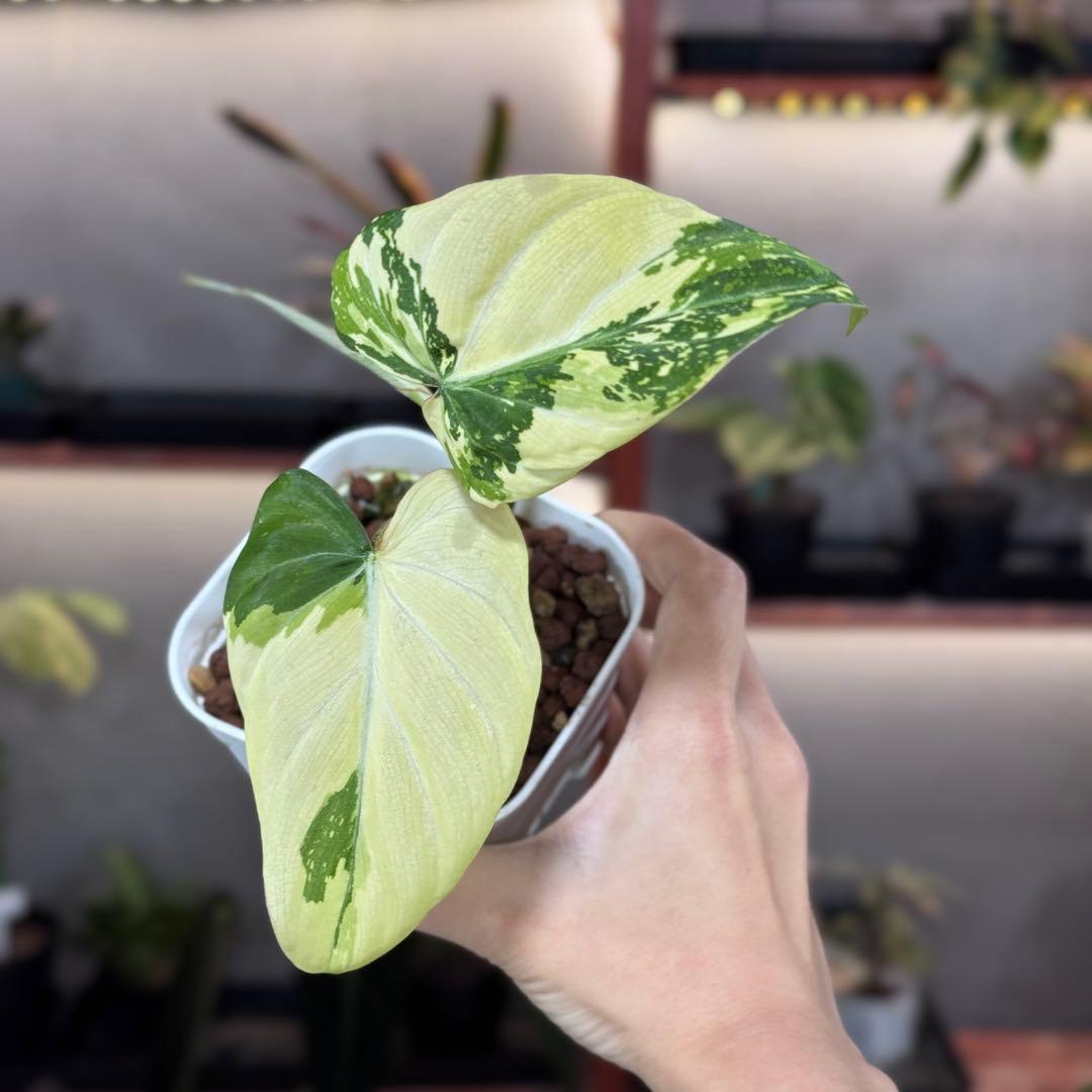 し*ち様 54 S&P フィロデンドロン　グロリオーサム　斑入り　トリカラー