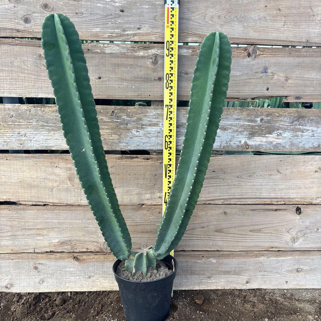 越冬済まとめ買いOK 柱サボテン　鬼面角　発根　サボテンブランチ ココスヤシ