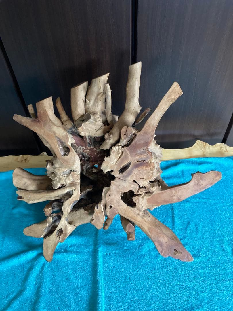 輪切　サビタ根　オブジェ