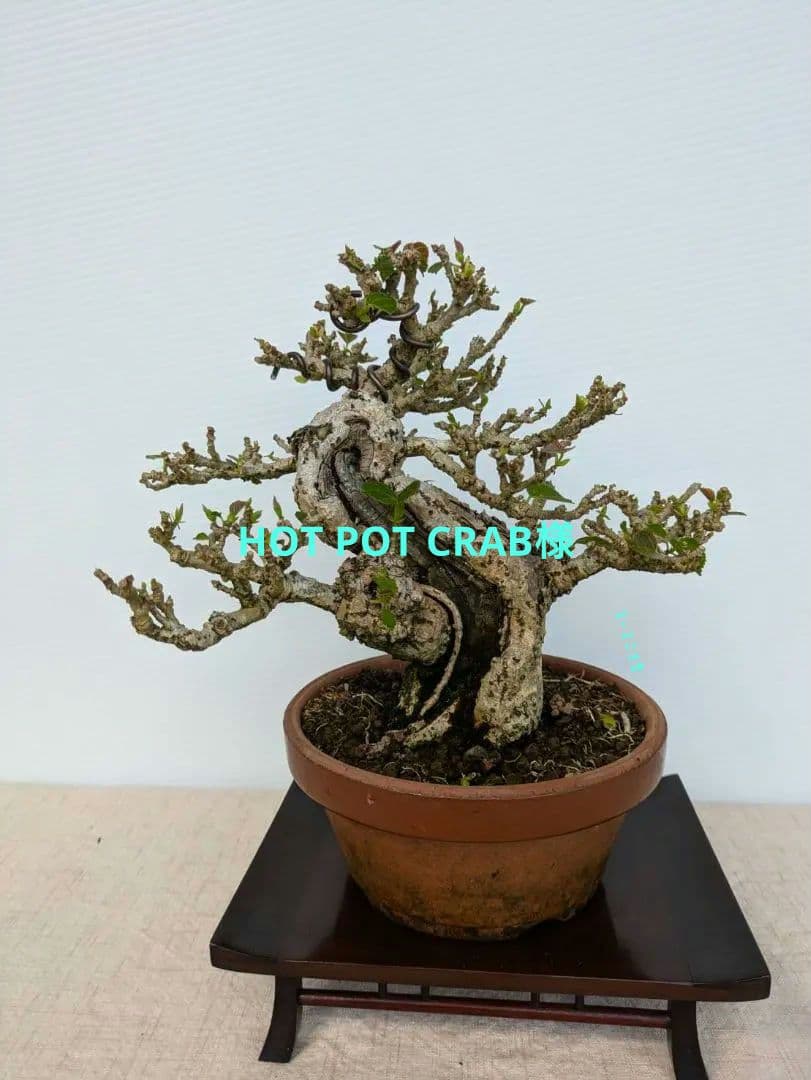 盆栽 オオハマボウ(ゆうな)