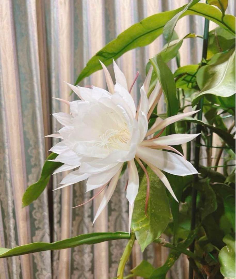 【開花見込みあり】月下美人 苗