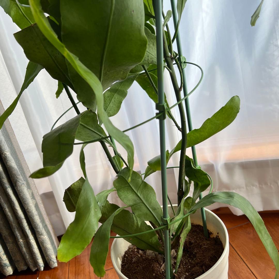 【開花見込みあり】月下美人 苗