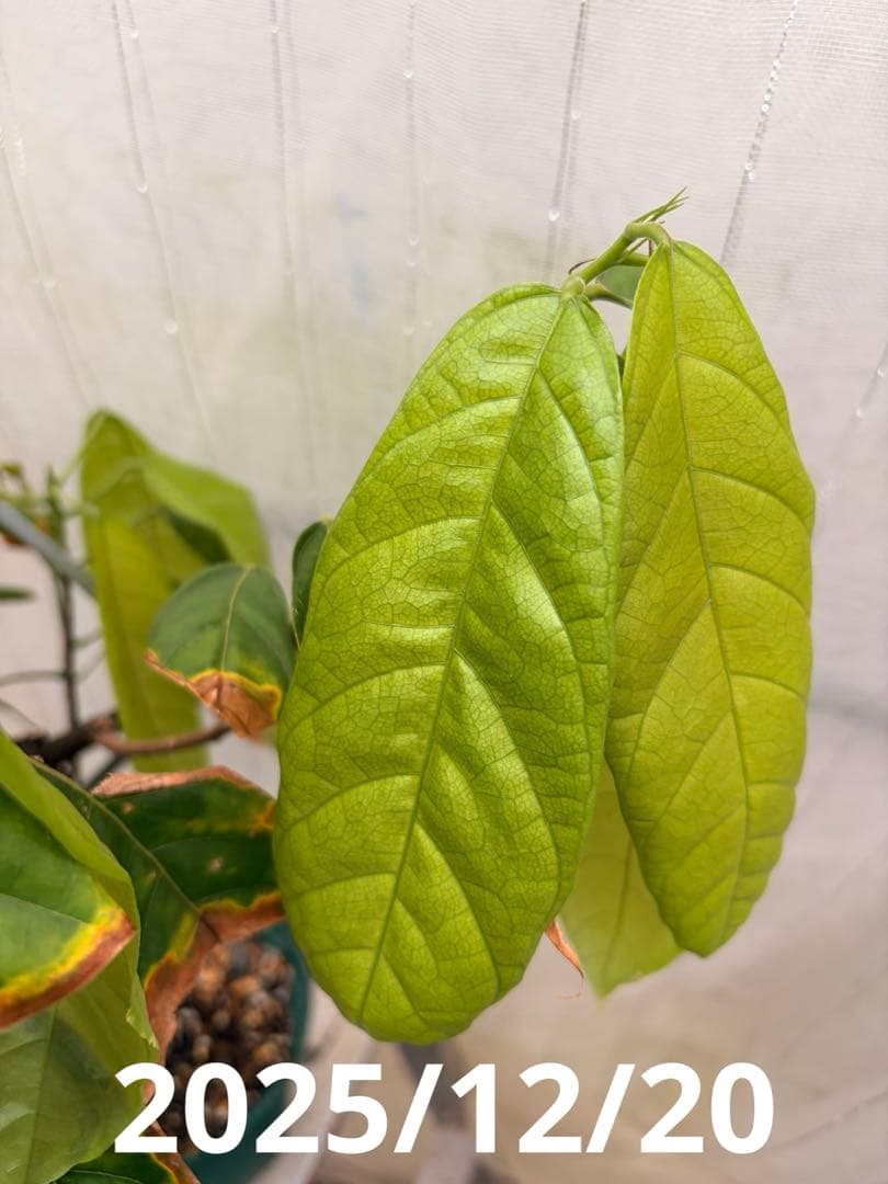 大株カカオ苗 ナシオナル(アリバ)種 取り木苗