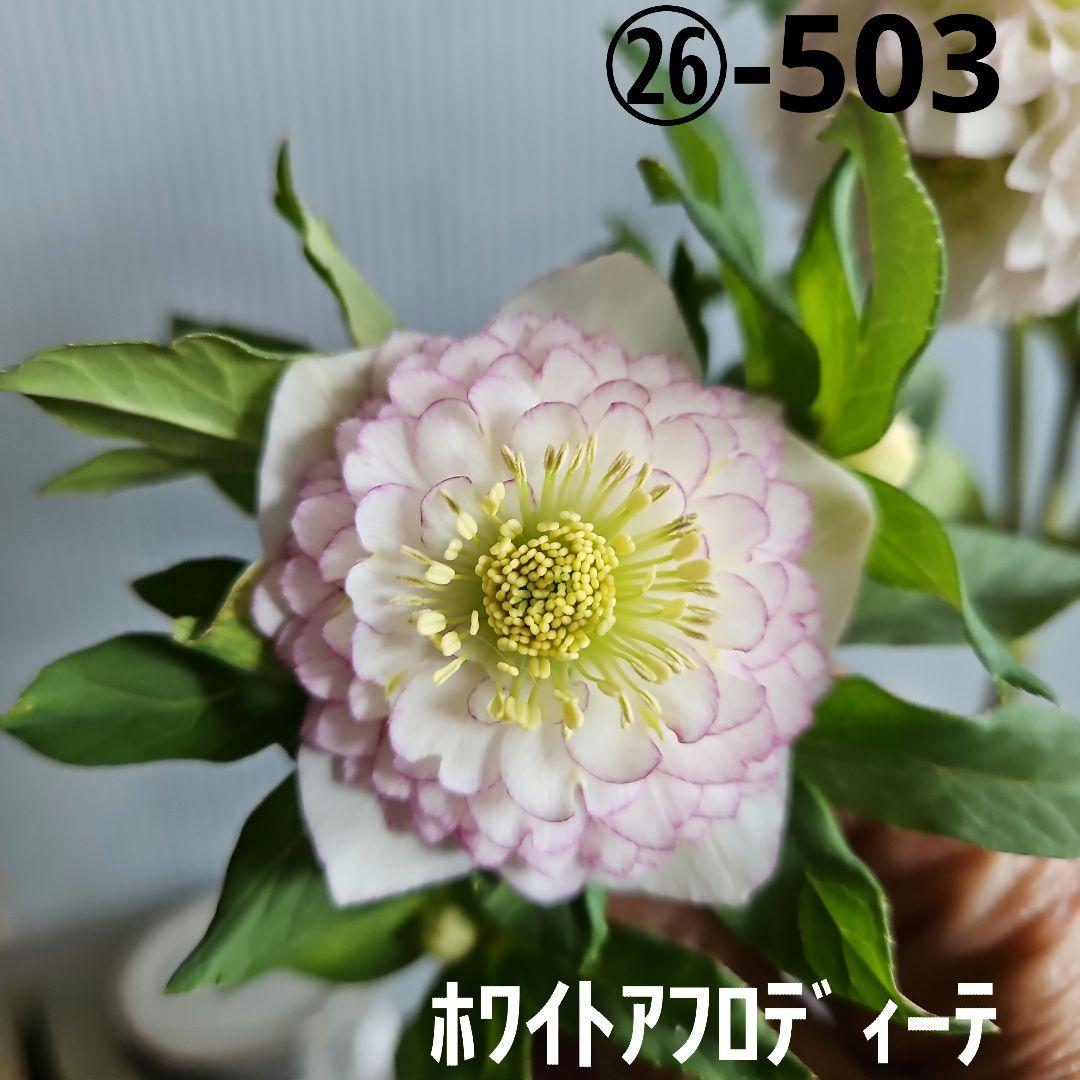 ㉖-503クリスマスローズ