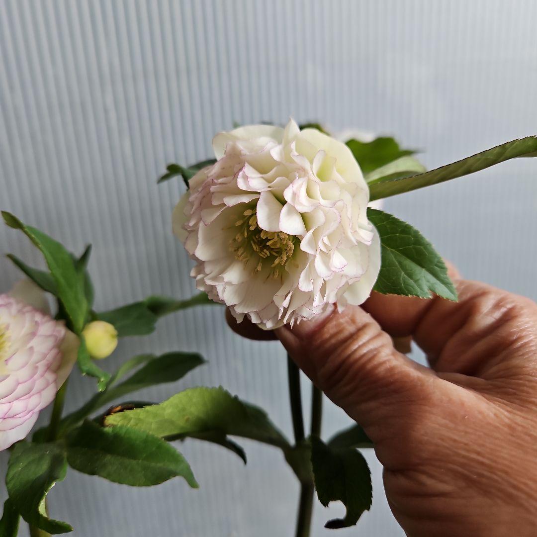 ㉖-503クリスマスローズ