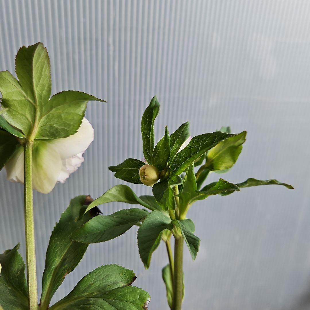 ㉖-503クリスマスローズ